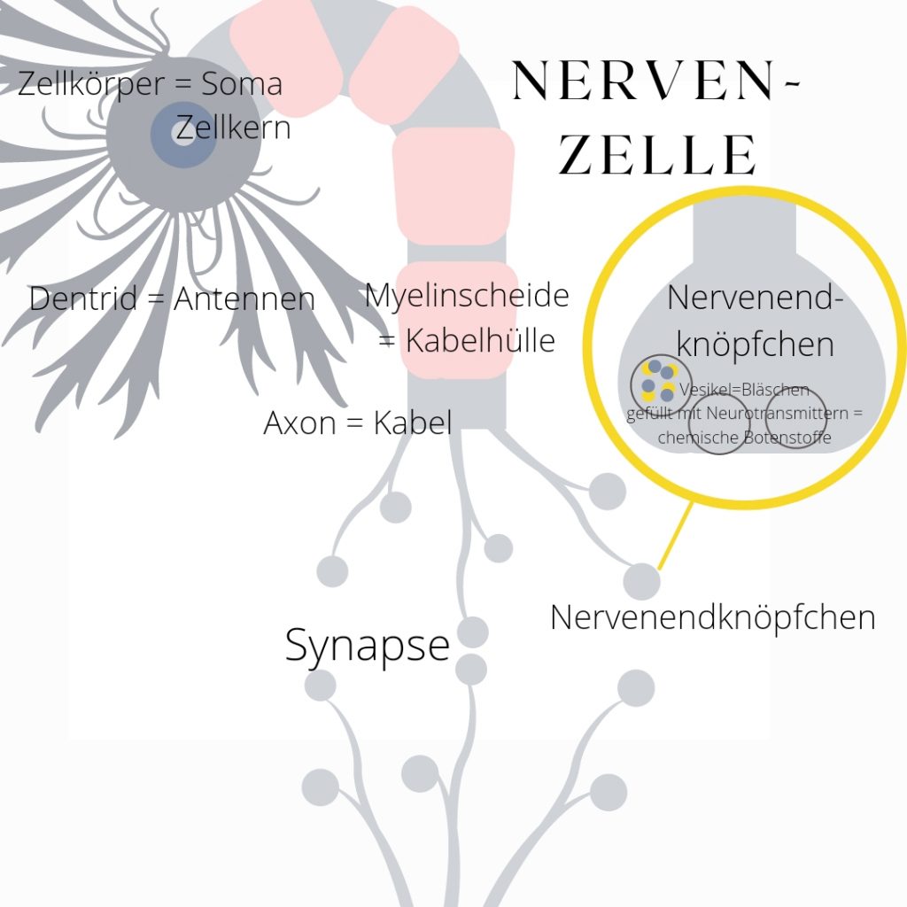 Nervenzelle
Cholinesterase
BCHE
Acetylcholin
Synapse
Dentrid
Axon
Vesikel