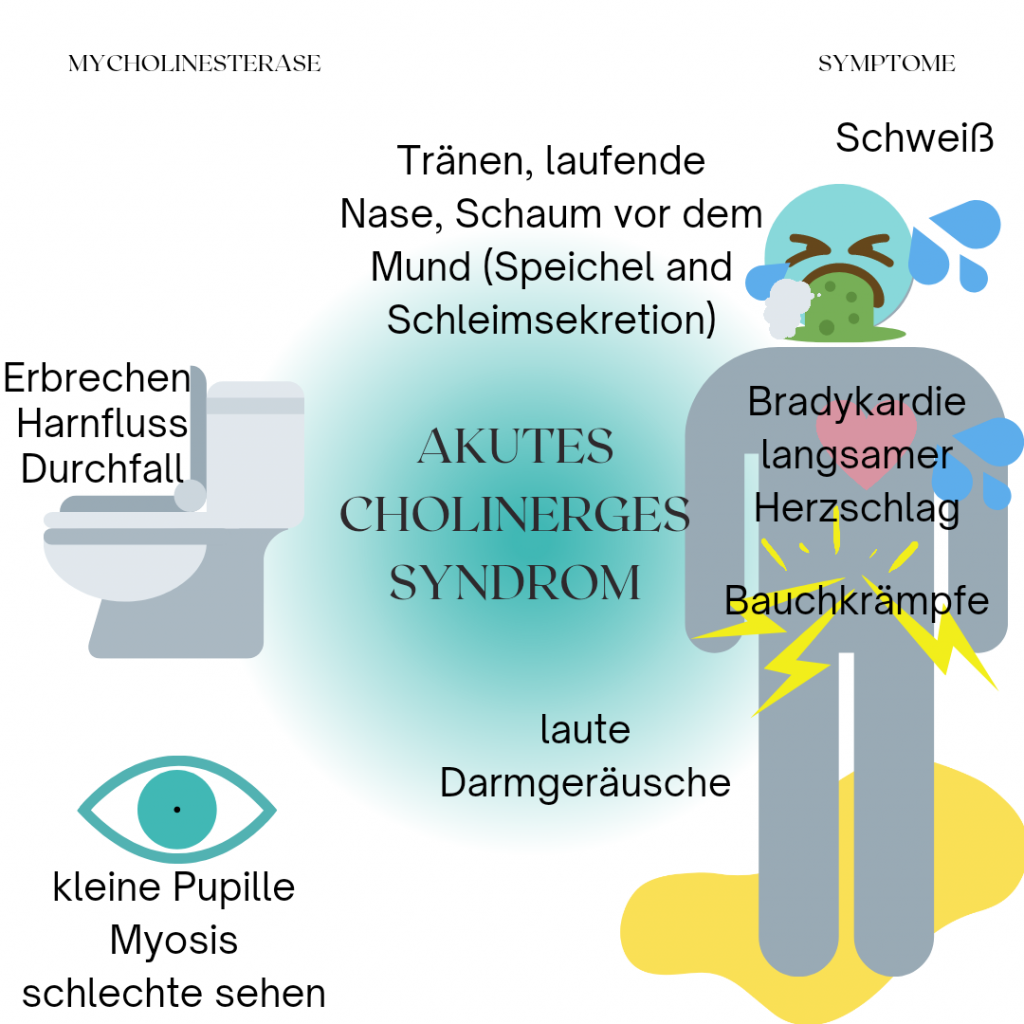 akutes cholinerges Syndrom
Cholinesterase
BChE Mangel