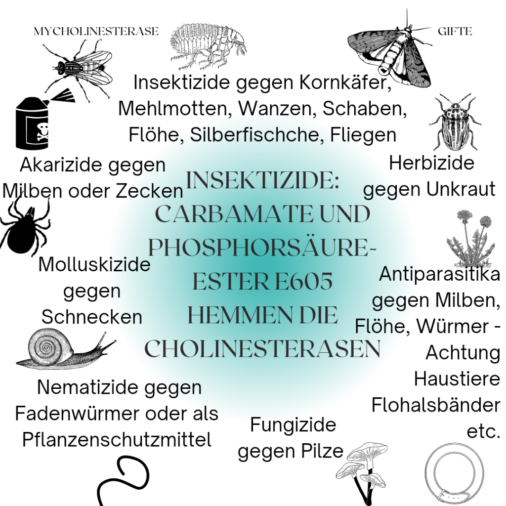 Gifte und Gegengifte
Insektizide
Carbamate
Phosphorsäureester
Cholinesterasen
